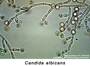 candida